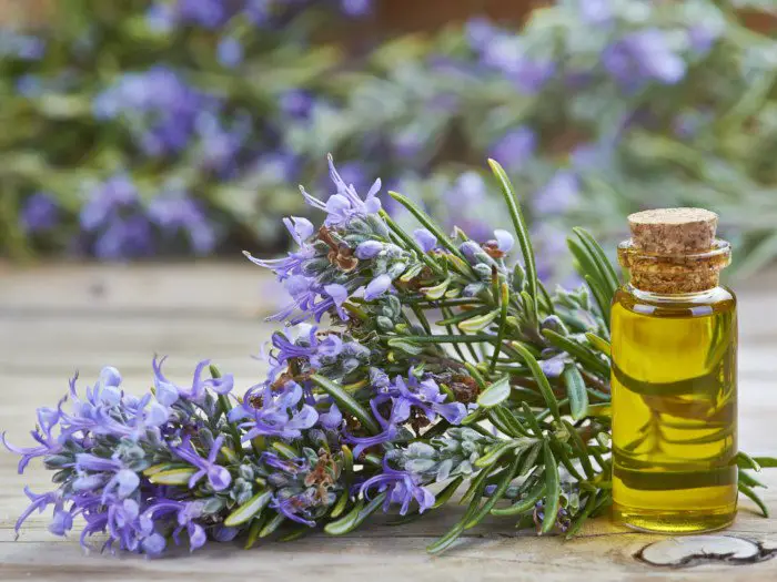 Can I Apply Lavender Oil Directly to My Scalp?