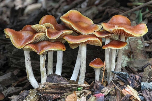 How to use mushrooms for skin care?